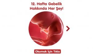 11 Hafta Gebelikte Neler Oluyor