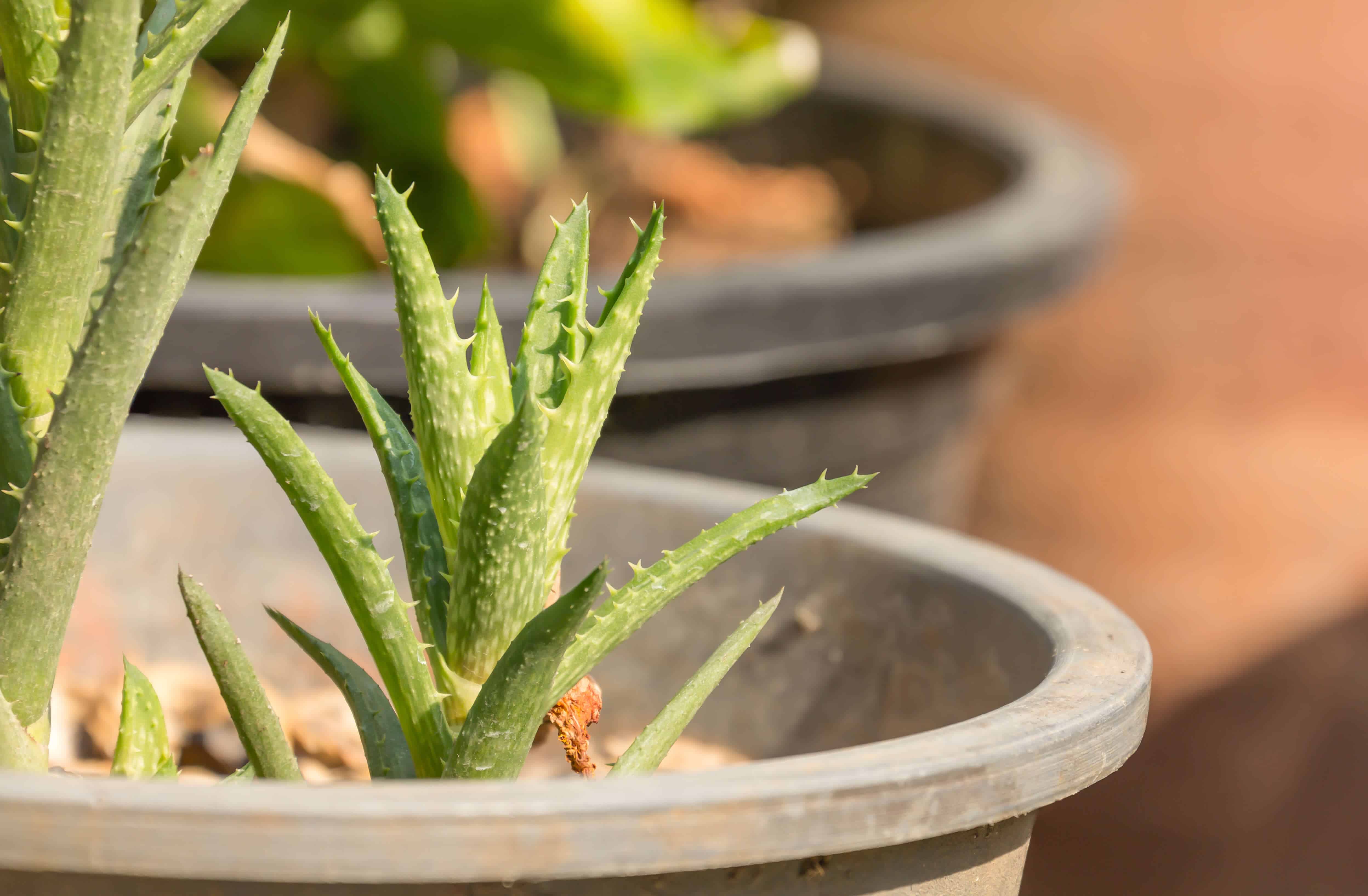 Aloe Vera Nin 7 Faydasi