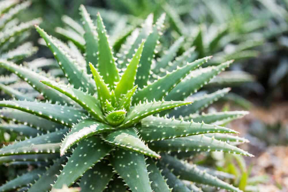 Aloe Vera Nin 7 Faydasi